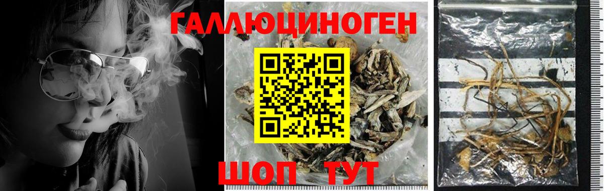 Псилоцибиновые грибы Cubensis  Галлюциногенные грибы Psilocybe  Кохма  Вход с VPN 